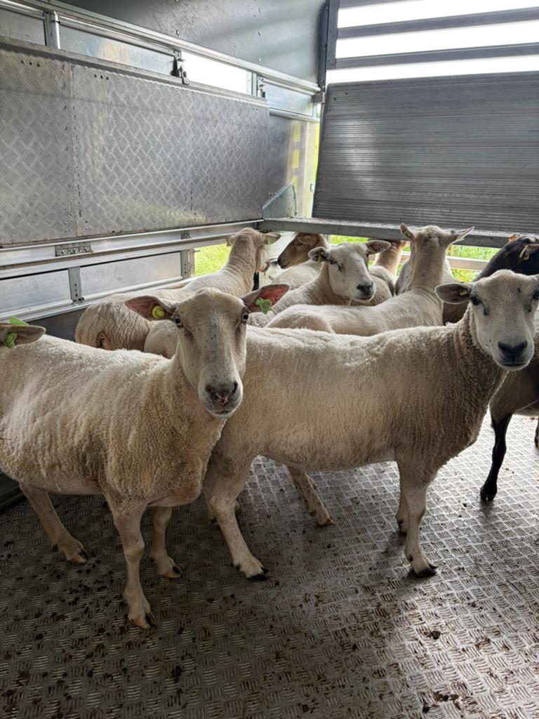10 heideschapen, Meerdere dieren, Schaap
