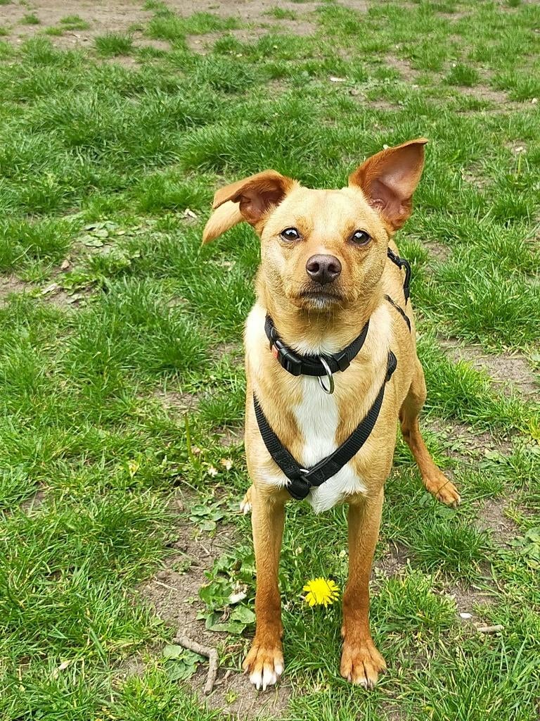 Cricket lief klein jong reutje, Dieren en Toebehoren, Honden | Niet-rashonden, Particulier, Reu, 1 tot 2 jaar, Buitenland