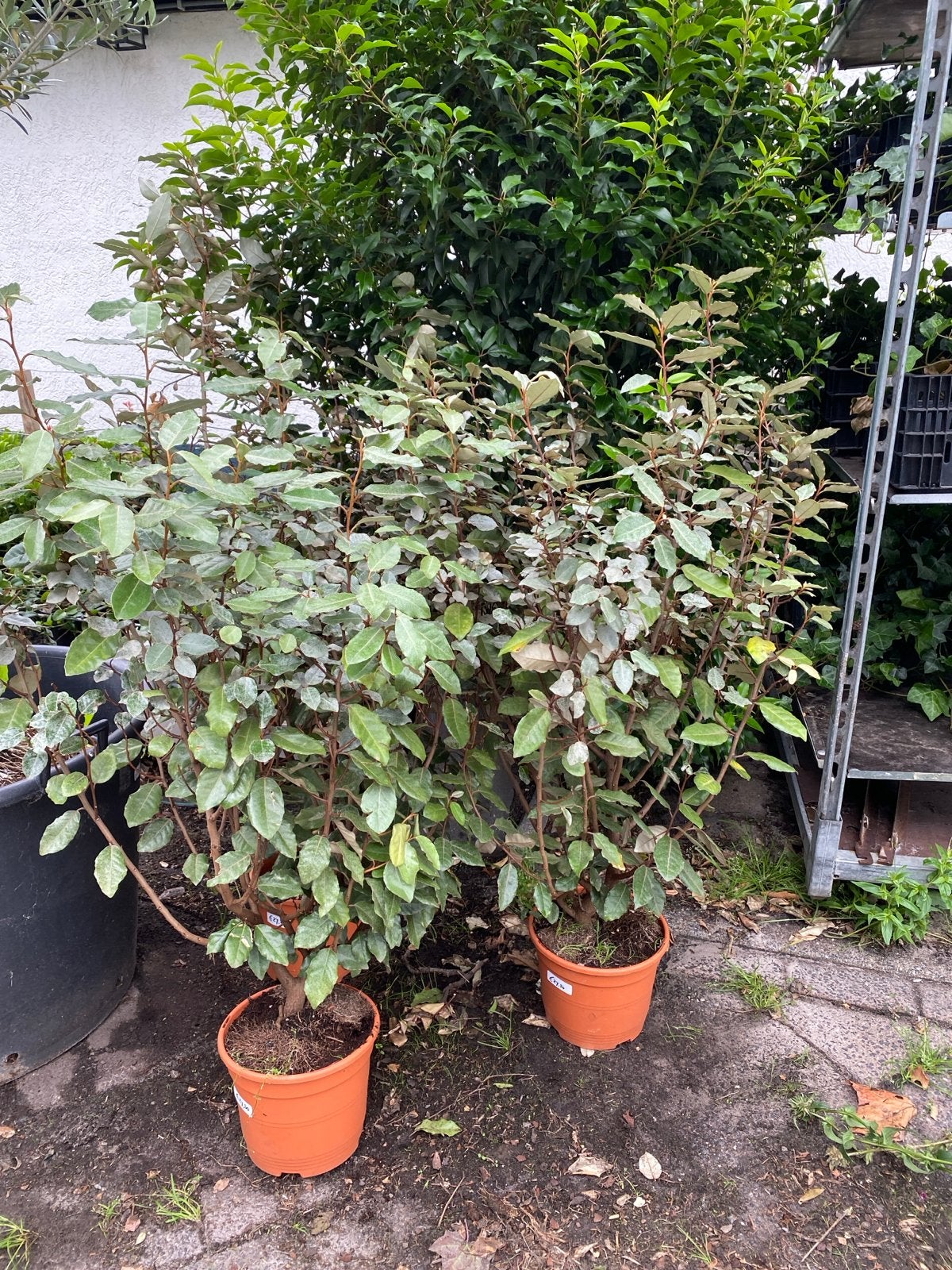Eleagnus compacta 1m - Olijfwilg, Volle zon, Vaste plant, Bloeit niet, Ophalen