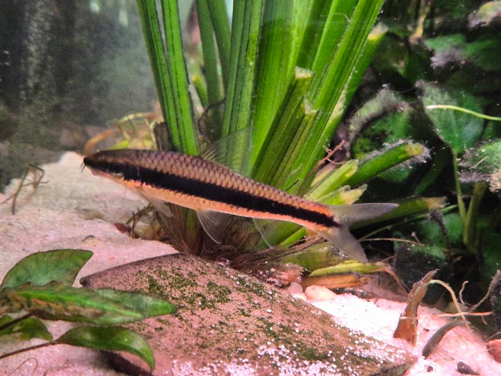 Siamese algeneter L -  Crossocheilus oblongus 8 cm, Dieren en Toebehoren, Vissen | Aquariumvissen, Vis, Zoetwatervis