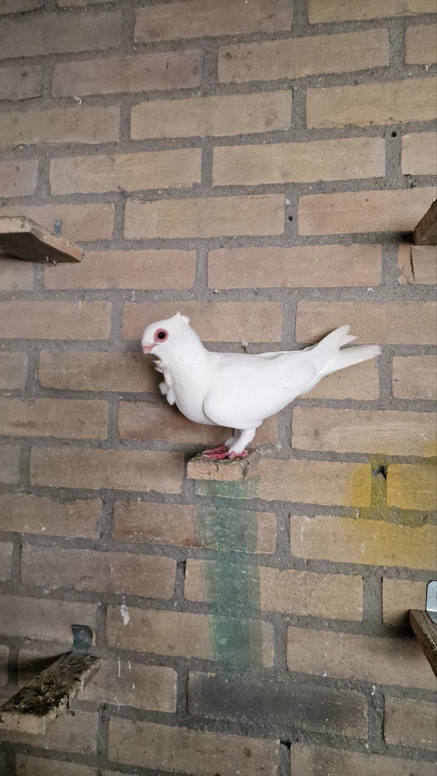 duivin oosterse meeuw, Dieren en Toebehoren, Vrouwelijk, Kropper