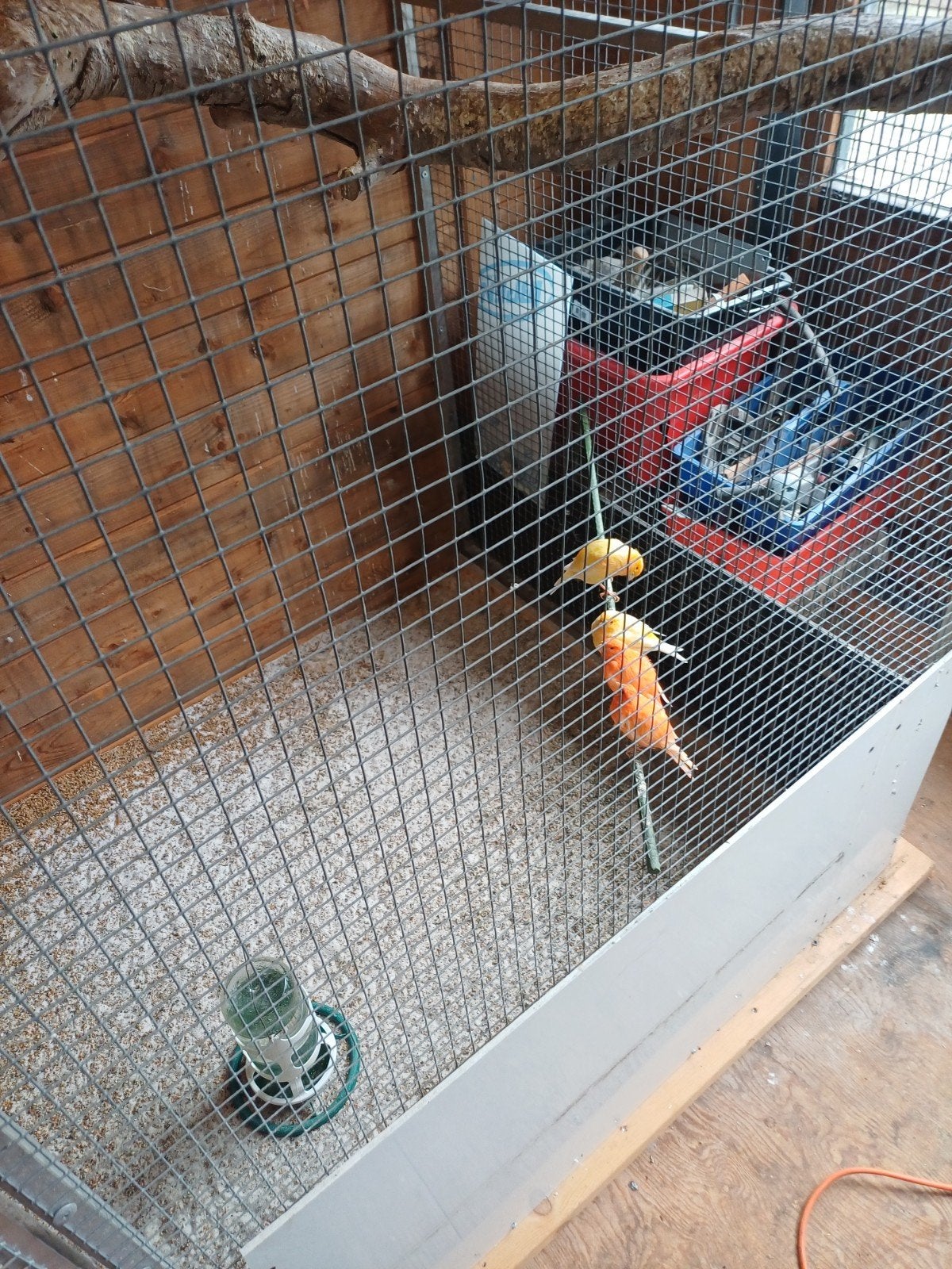 te koop stuk of 8 kanaries ook waterslagers, Dieren en Toebehoren, Meerdere dieren