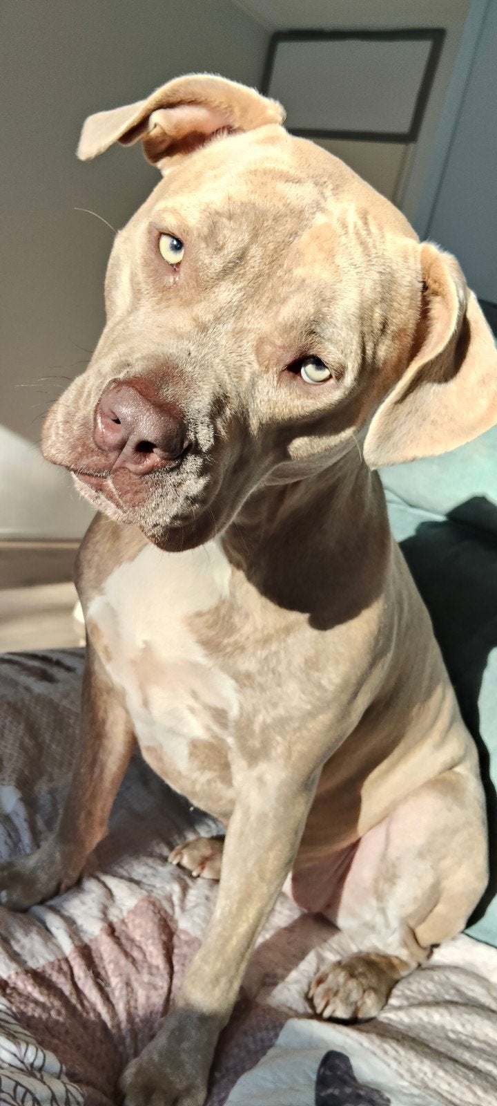 Lieve Xena van 2 jaar zoekt een liefdevolle nieuwe thuis, Parvo, 1 tot 2 jaar, Teef, Eén hond