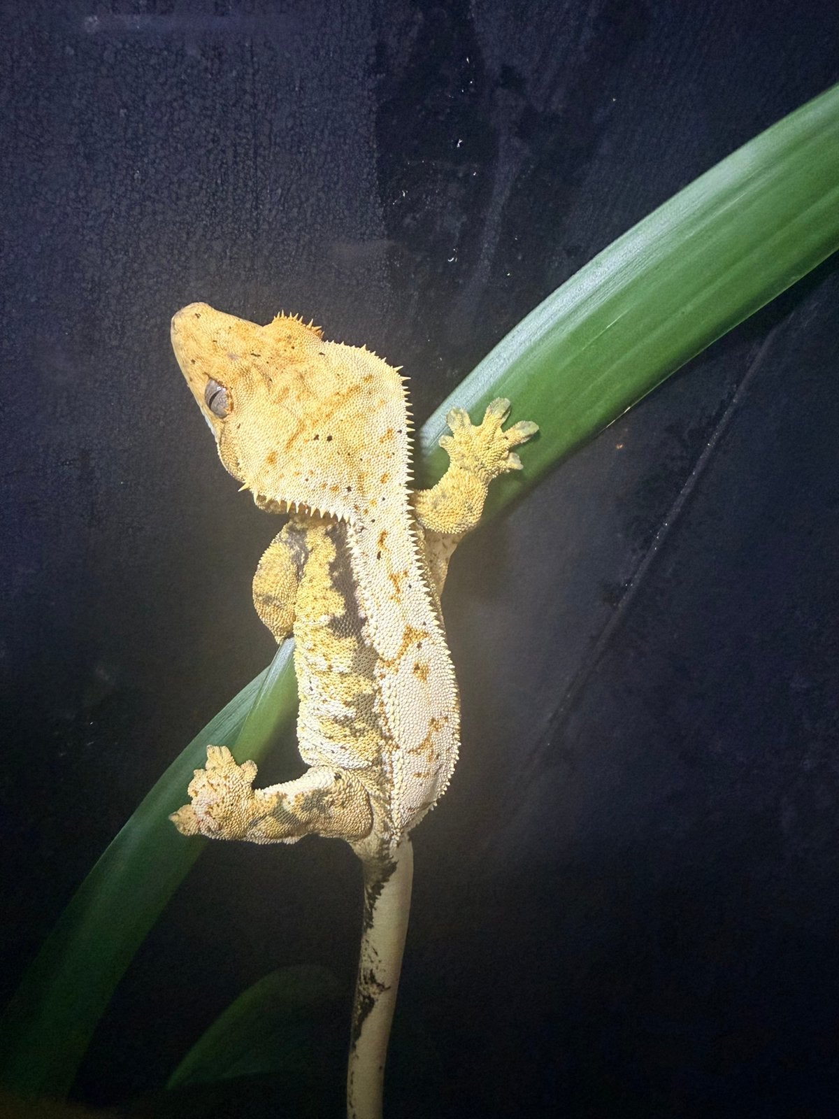 Wimpergekko vrouwtje Crested Gecko photo 3