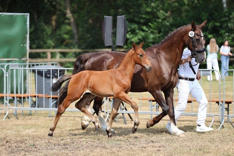 Prachtig hengstenveulen uit WK mennen merrie Wilderose, Dieren en Toebehoren, Met stamboom, Dressuurpaard, 0 tot 2 jaar, Hengst