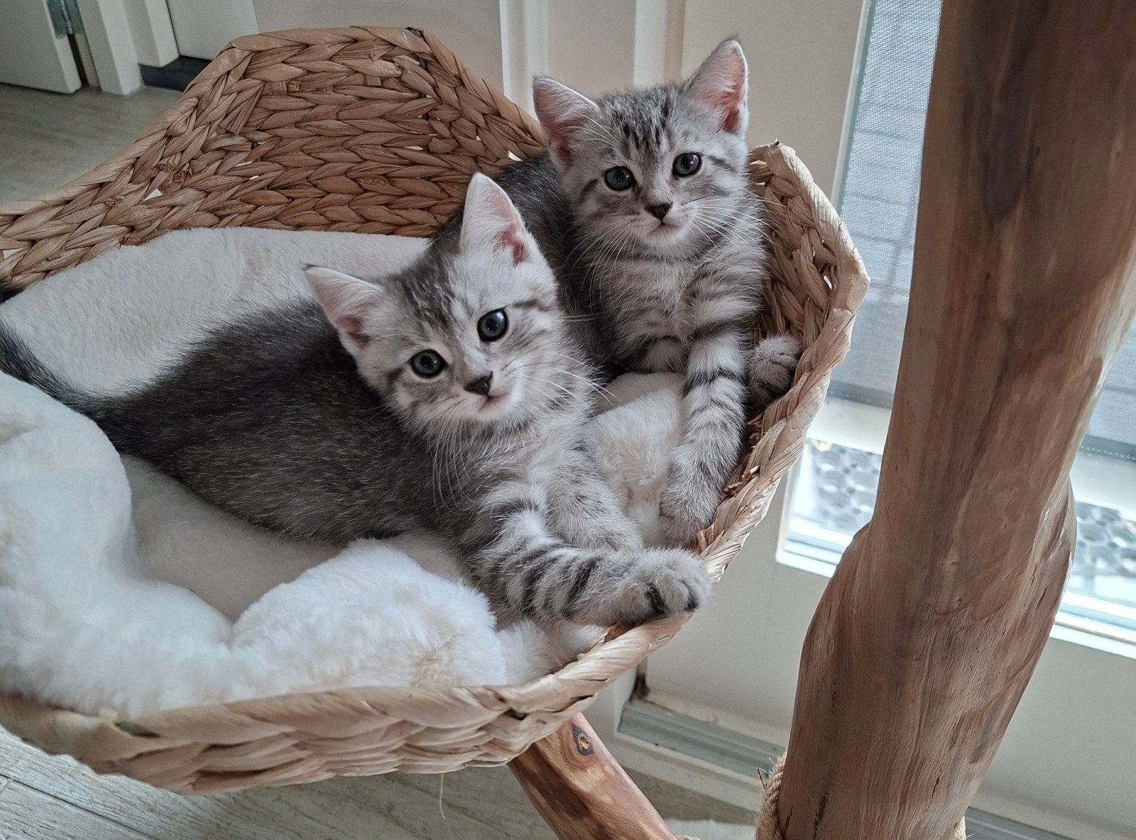 Britse x Europese korthaar kittens, Kater, 0 tot 2 jaar
