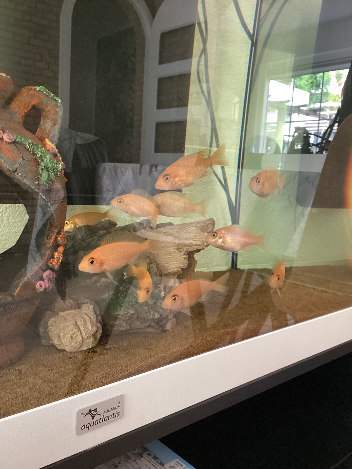 Aulonocara fire fish vrouwen 8 cm, Ophalen of Verzenden, Zo goed als nieuw