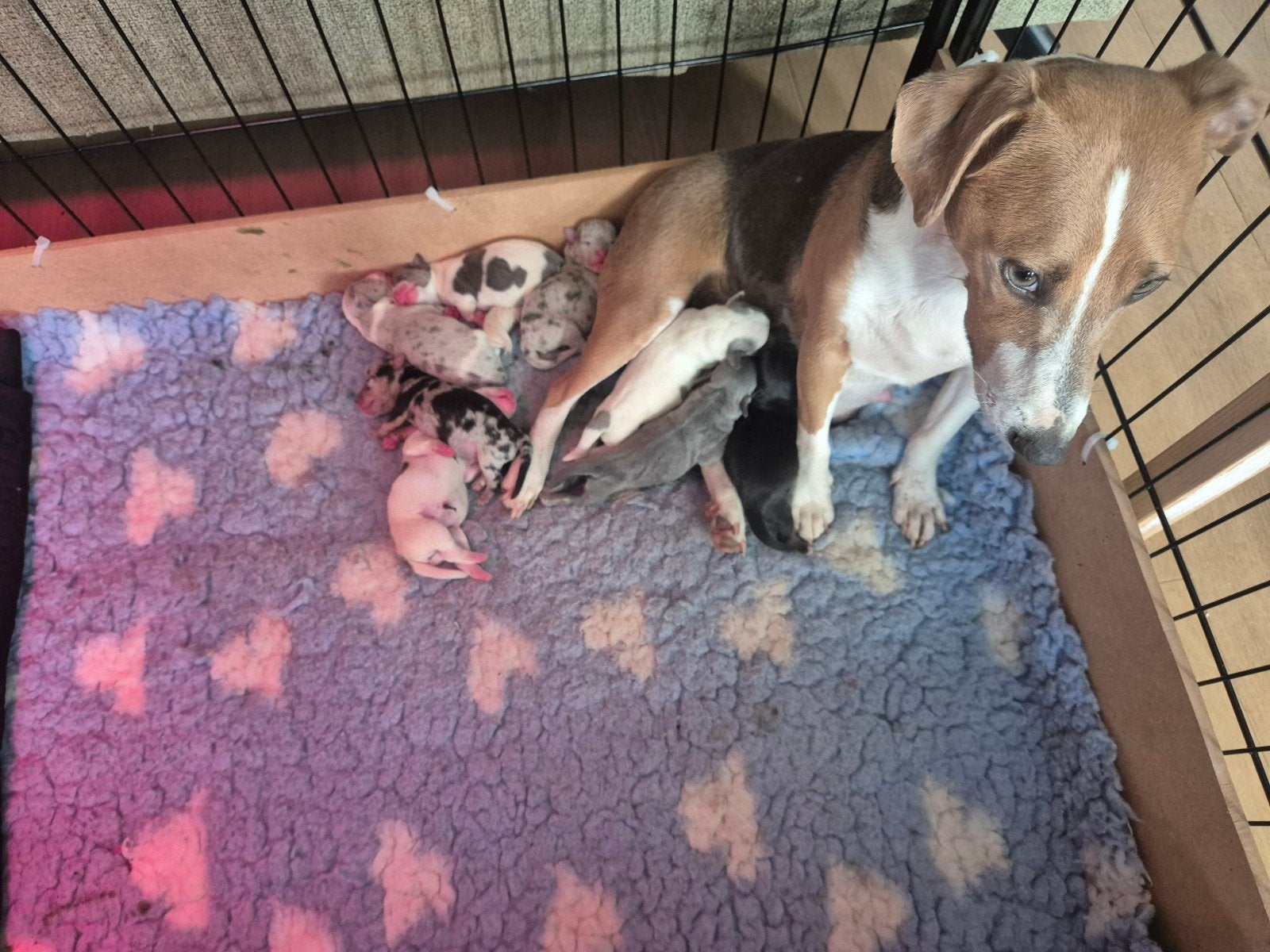 nestje jack russell pups geboren, Dieren en Toebehoren, Jack Russell Terriër, CDV (hondenziekte), 8 tot 15 weken, Meerdere
