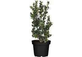 Blauwe Hulst Ilex mes. Blue Prince en Blue Princess, Tuin en Terras, Ophalen, Hulst, Struik, Minder dan 100 cm