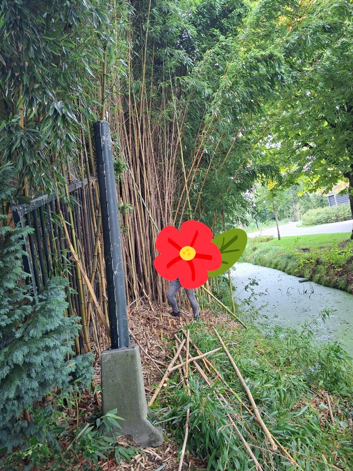 Bamboeplanten voor tuin of afscheiding, Tuin en Terras, Ophalen, Gebruikt