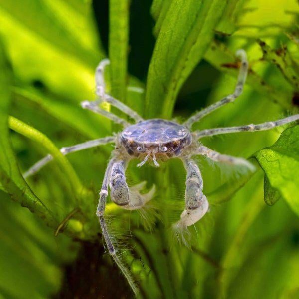 Onderwater Krab "Microspider" - Limnopilos naiyanetri, Dieren en Toebehoren, Vis