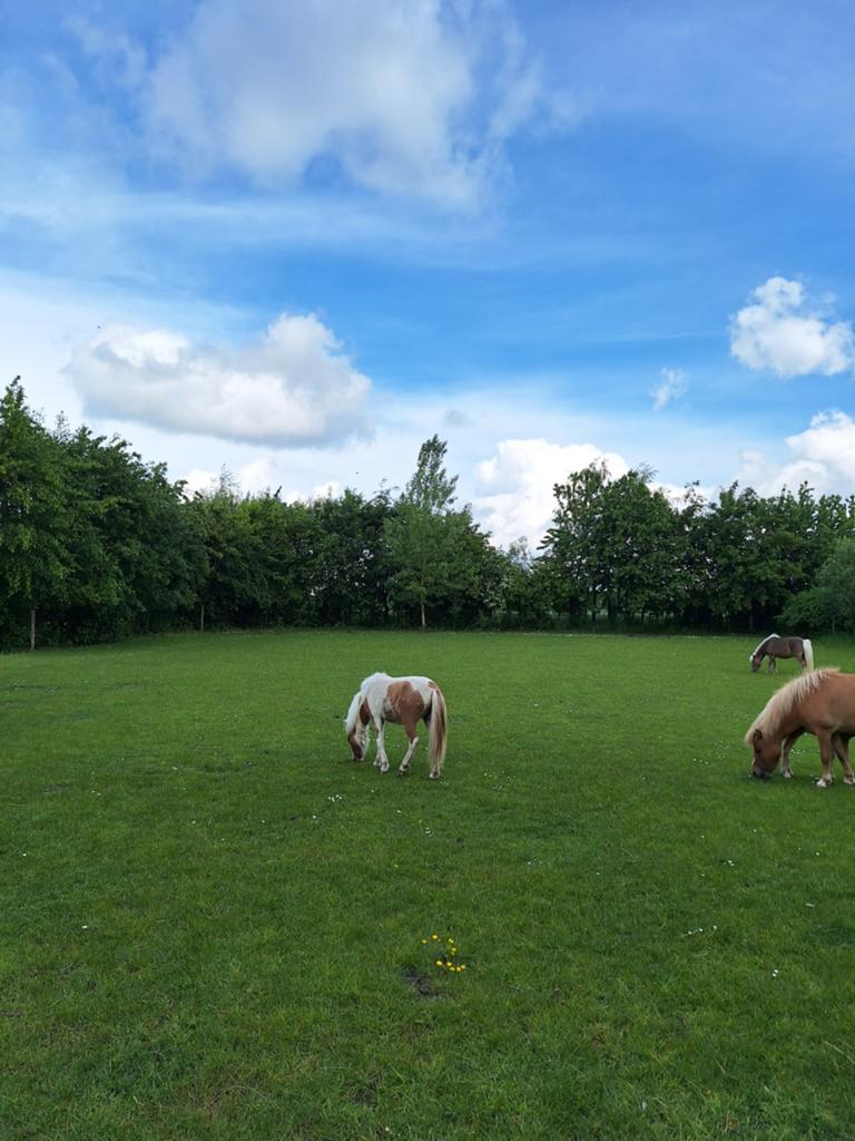 mini paardje, Dieren en Toebehoren, Pony's, Merrie, A pony (tot 1.17m), Recreatiepony, 0 tot 2 jaar, Met stamboom, Gechipt, Ontwormd