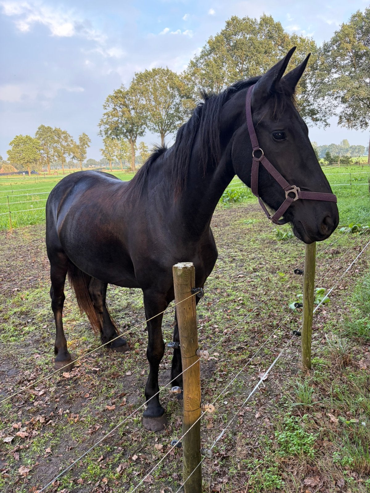 Mooie 3 jarige Fries merrie., Merrie, Met stamboom, 3 tot 6 jaar