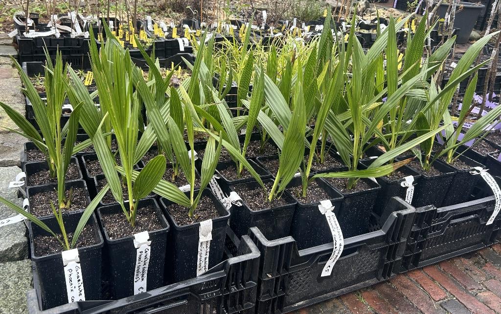Phoenix canariensis – Canarische dadelpalm, Bio, Tuin en Terras, Planten | Bomen, Ophalen of Verzenden, Minder dan 100 cm, Zomer