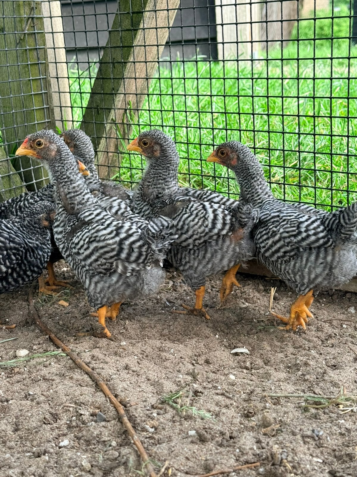 Wyandotte haantjes!, Mannelijk, Kip