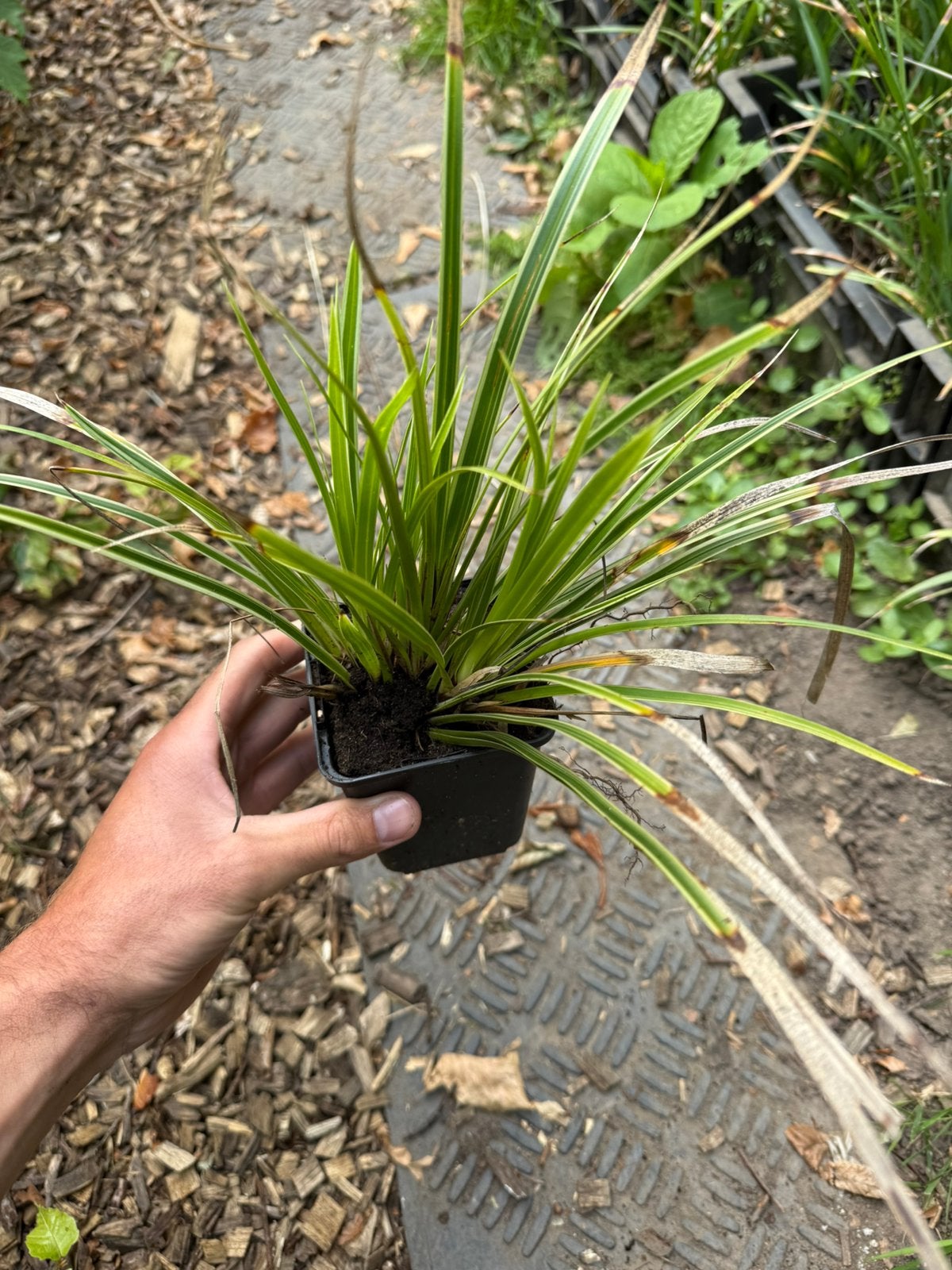 Carex , grassen meerdere stuks !, Ophalen of Verzenden, Siergrassen, Halfschaduw