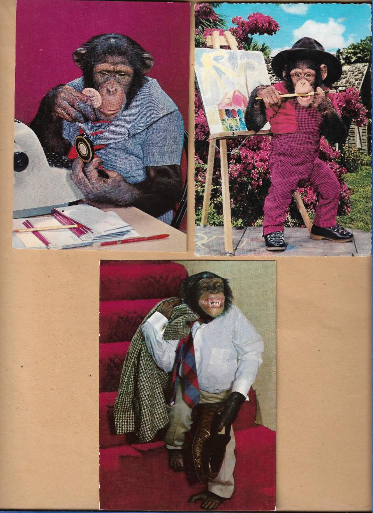 3 stuks aap op ansichtkaart, Verzenden, 1960 tot 1980, Overige soorten