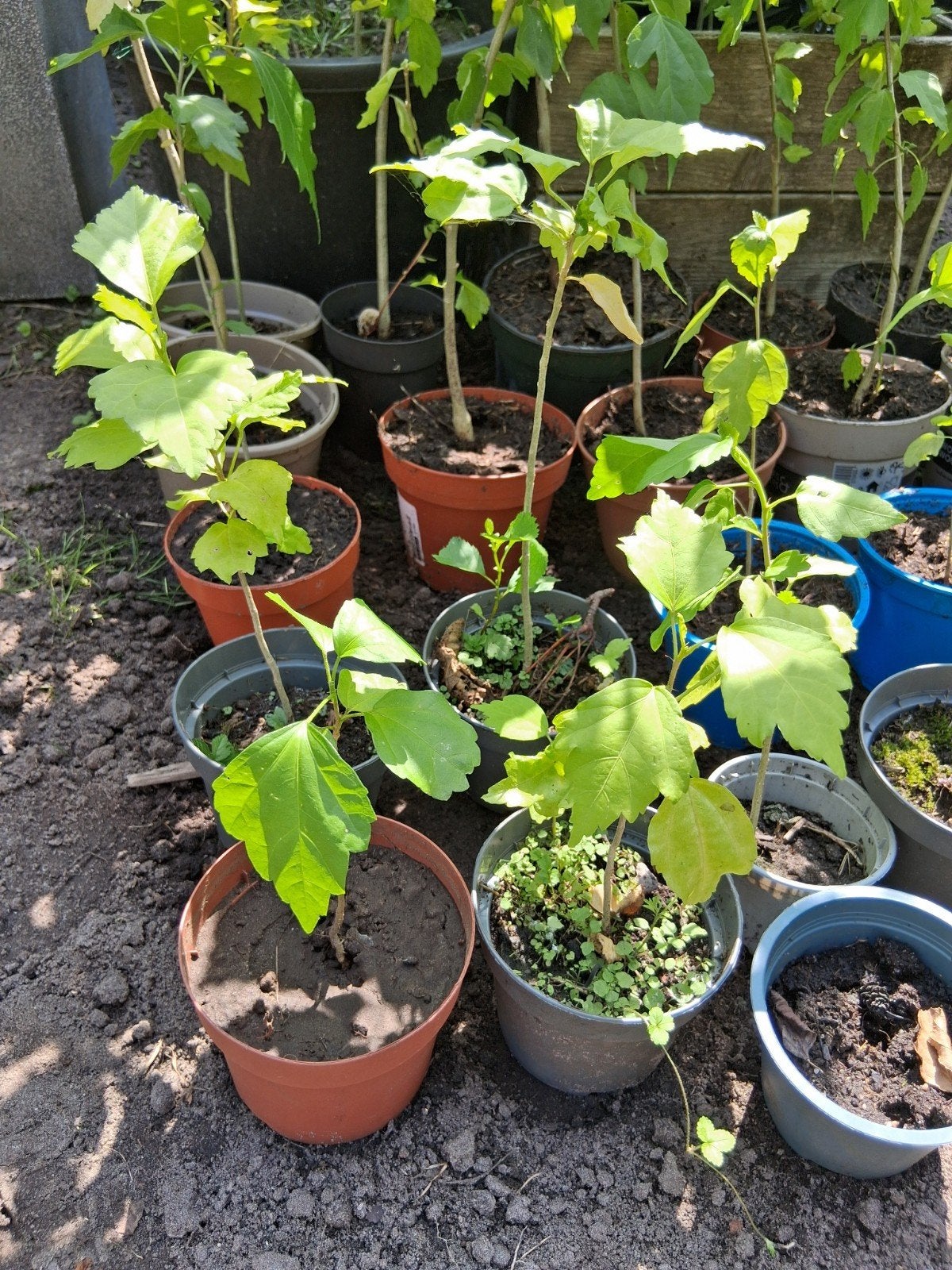 hibiscus stekken zaailingen 20 a 30 cm 3 jaar oud div. kleur, Ophalen, Overige soorten, Struik, Minder dan 100 cm