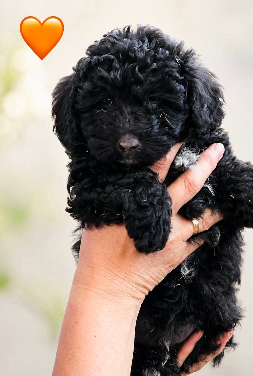 Maltipoo, Dieren en Toebehoren, Honden | Chihuahua's en Gezelschapshonden, Meerdere, Nederland, Particulier, Reu