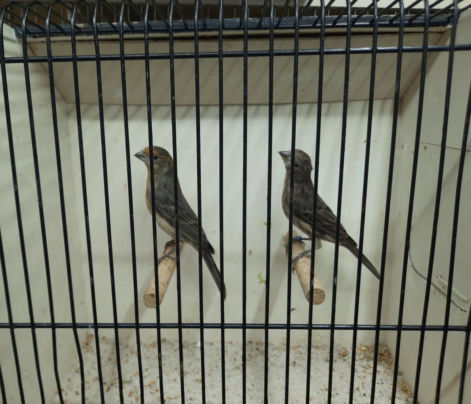 koppel Mexicaanse roodmussen, Dieren en Toebehoren, Meerdere dieren, Tropenvogel