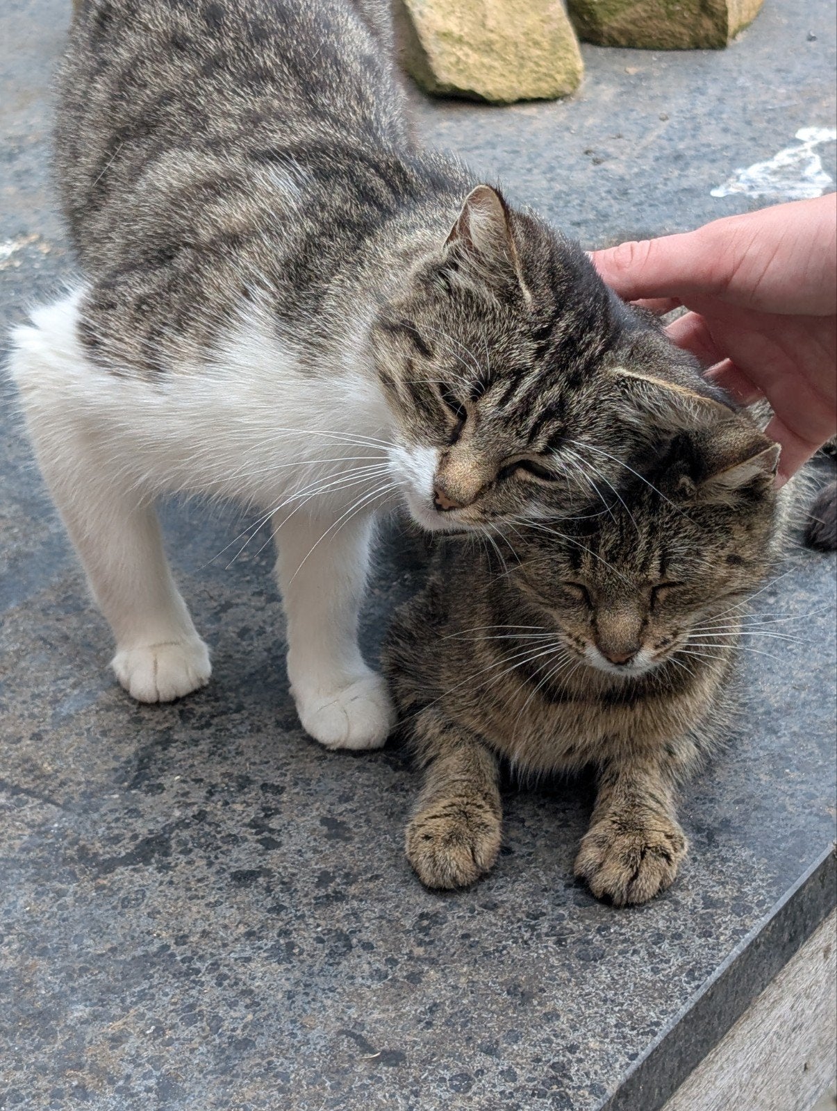 hele lieve moederpoezen te koop en 1 kitten (katertje), Meerdere dieren