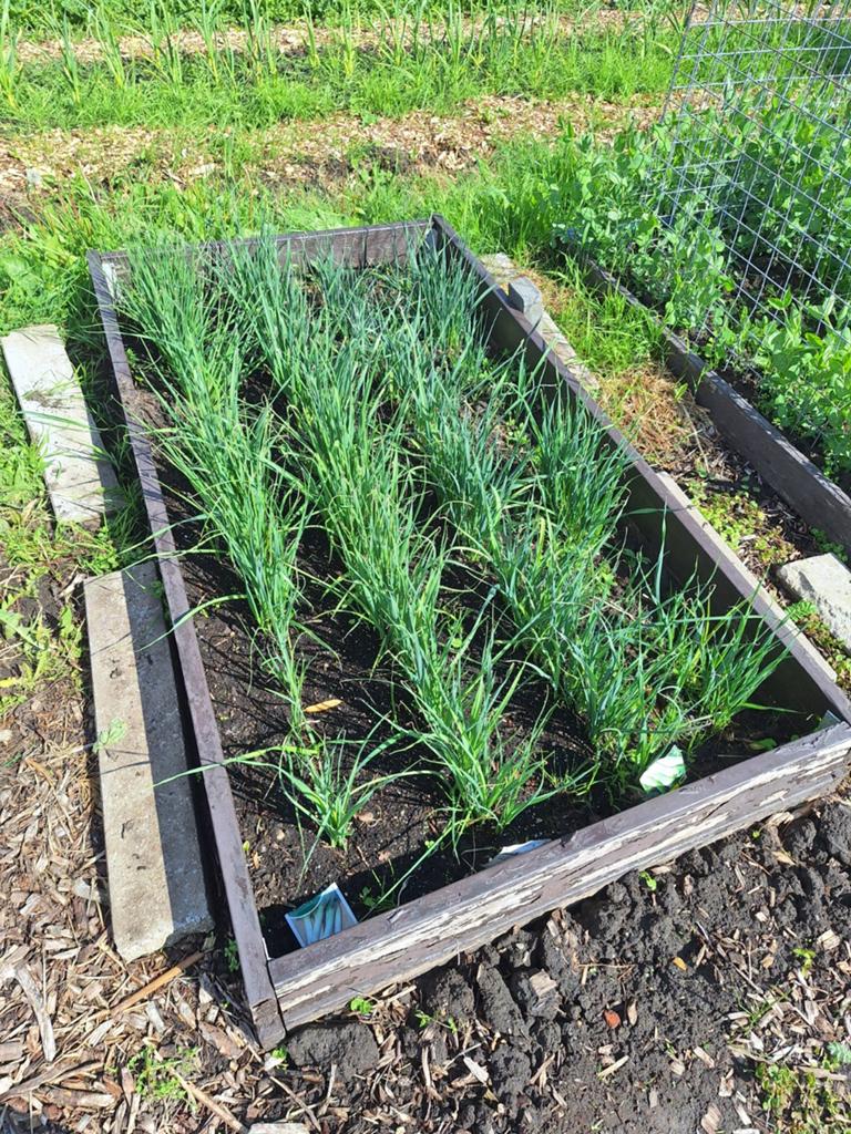 Preiplanten, Ophalen of Verzenden, Overige soorten, Volle zon