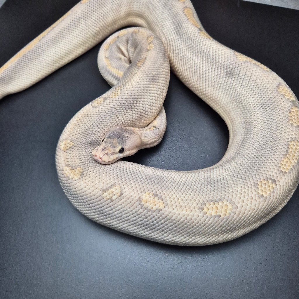 hypo champagne pb regius. Ball Python - unknown for sale from Roundhog serpents