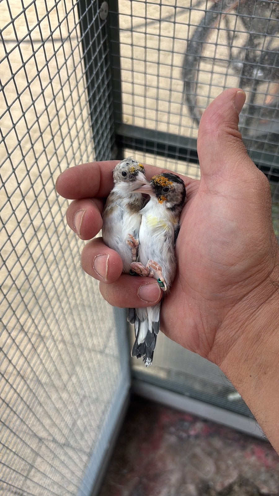 Putters parva mutaties 2026, Meerdere dieren, Wildzangvogel, Geringd