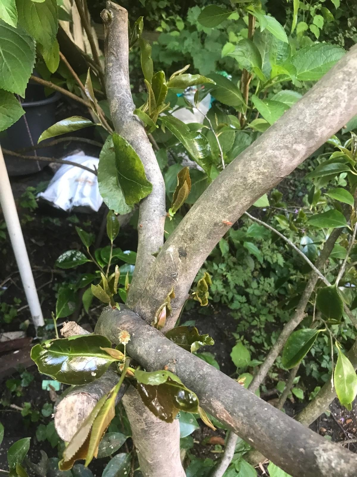 Camelia gratis, Minder dan 3 m³, Ophalen