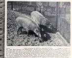 Artis 1916; paar hertezwijnen uit de molukse archipel, Verzenden, Voor 1940, Gebruikt, Dier
