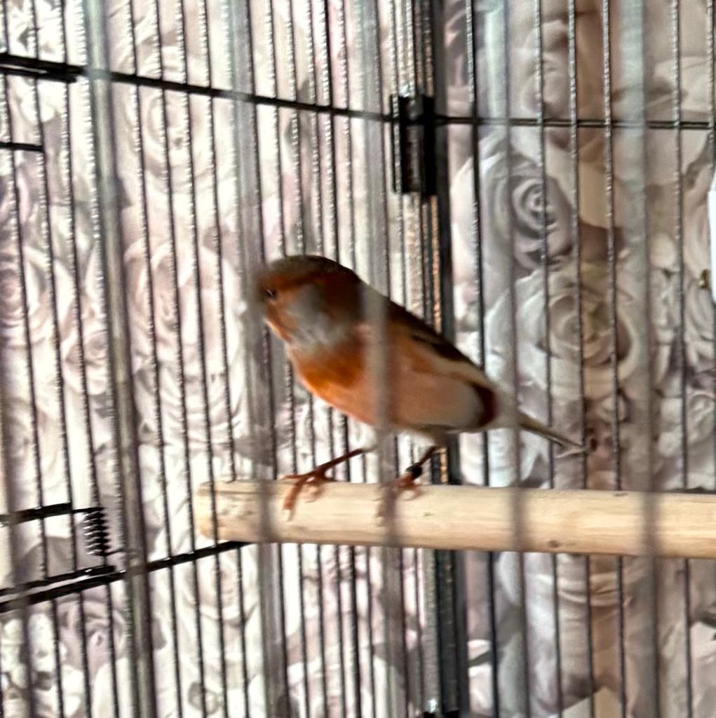 Jonge harlekijnkanarie, Dieren en Toebehoren, Vogels | Kanaries, Mannelijk, Kleurkanarie