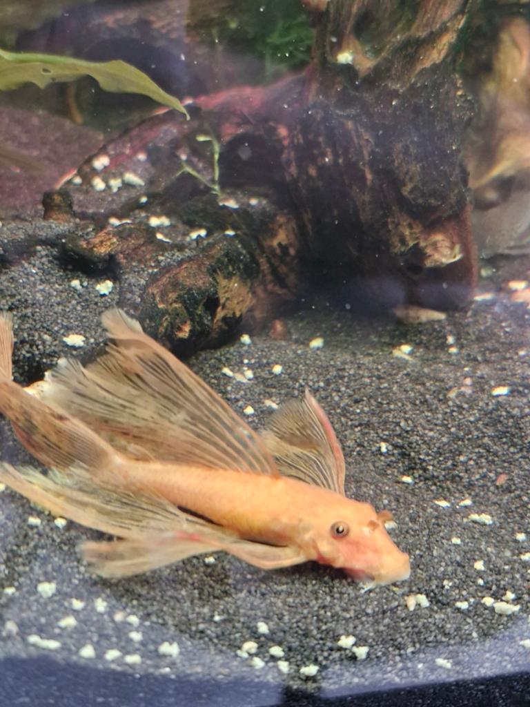 ancistrus longfin vrouw red, Dieren en Toebehoren