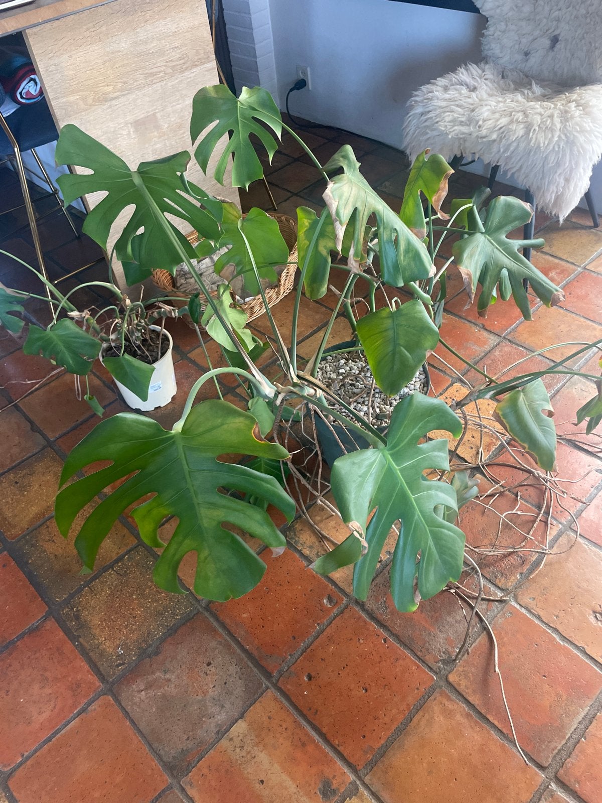 Grote Monstera Deliciosa - Hydrocultuur, Huis en Inrichting, Kamerplanten, Ophalen, 100 tot 150 cm, Overige soorten, Halfschaduw