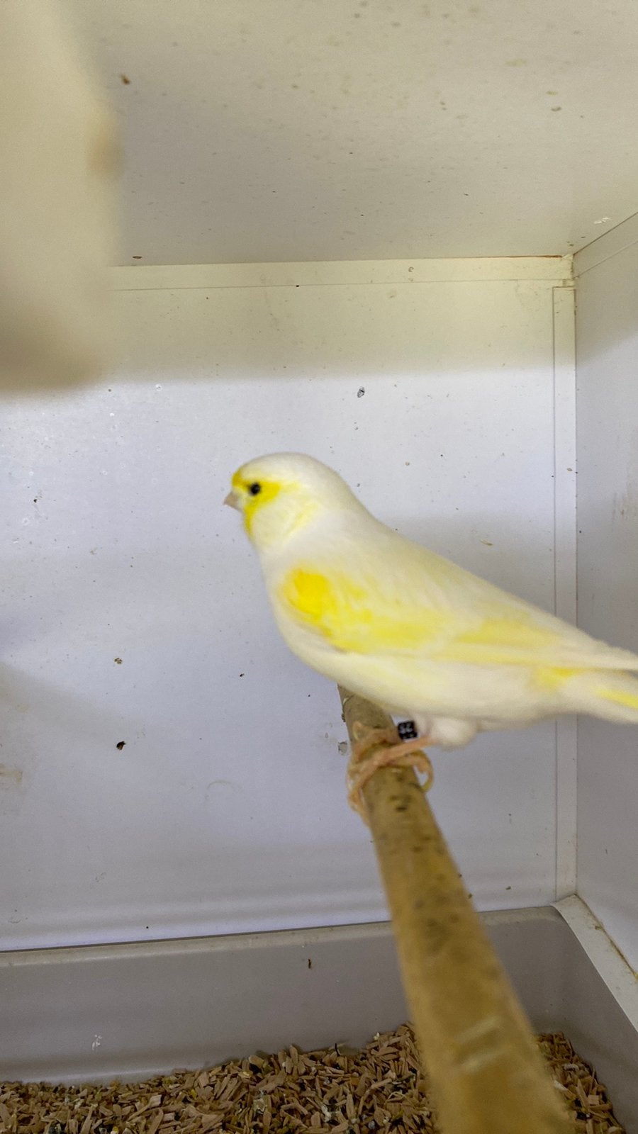 Kanaries geel mozaïek. € 35, oo per koppel, Dieren en Toebehoren, Meerdere dieren, Kleurkanarie
