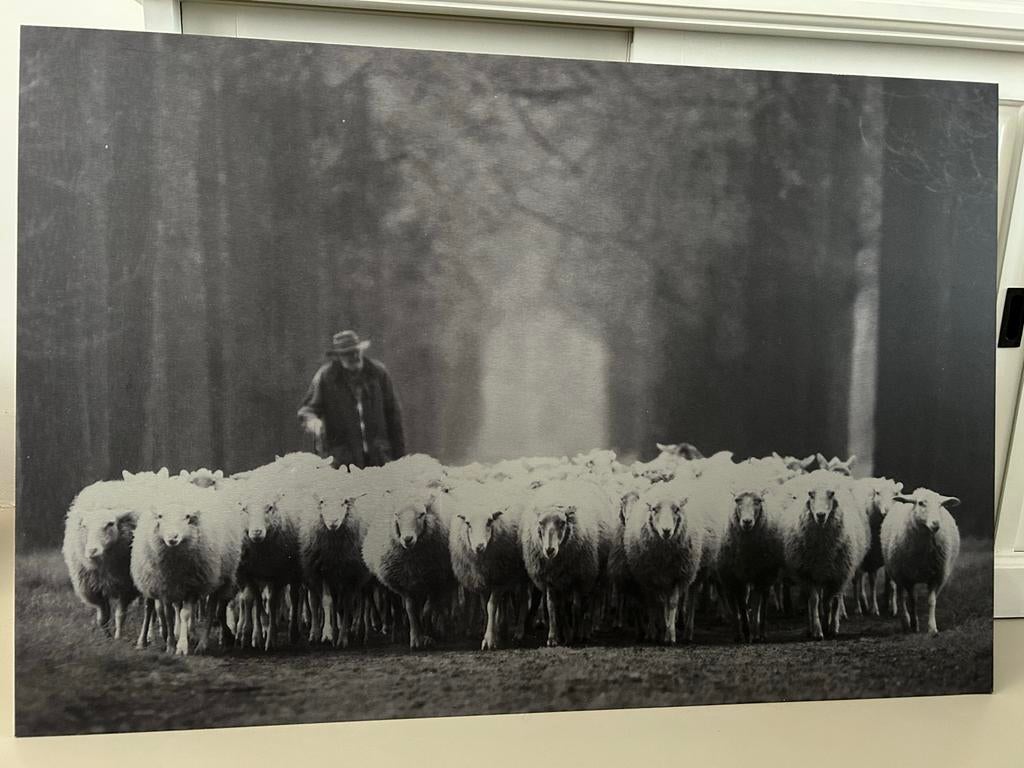 Aluminium Schilderij Schapen - 120x80cm, Ophalen