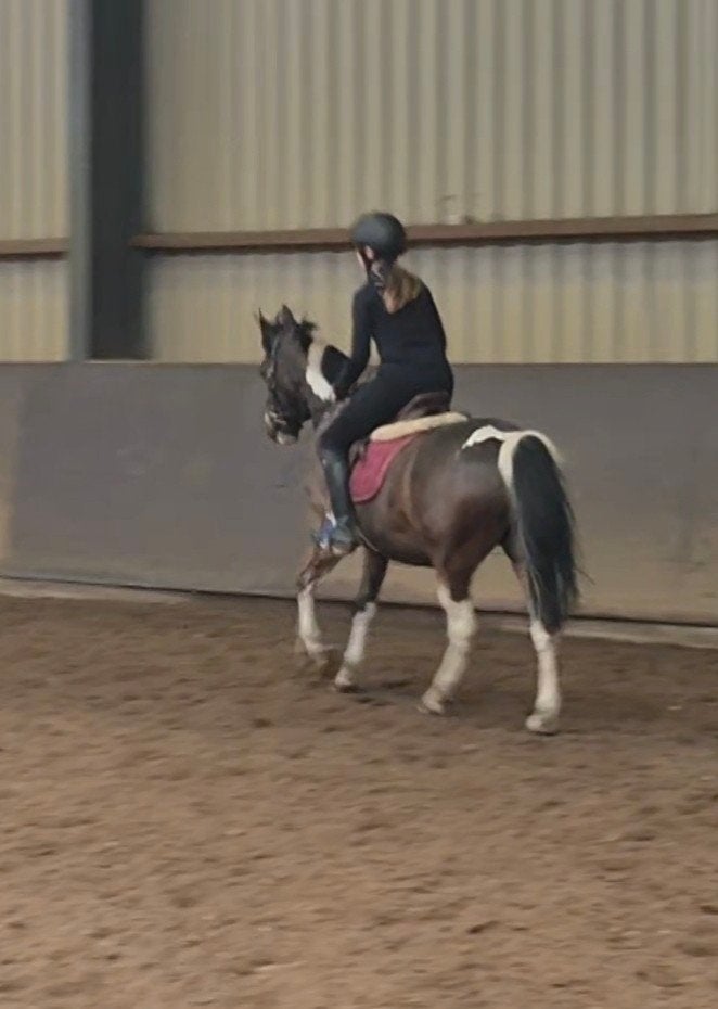 verzorgpony/paard gezocht!, Ophalen of Verzenden