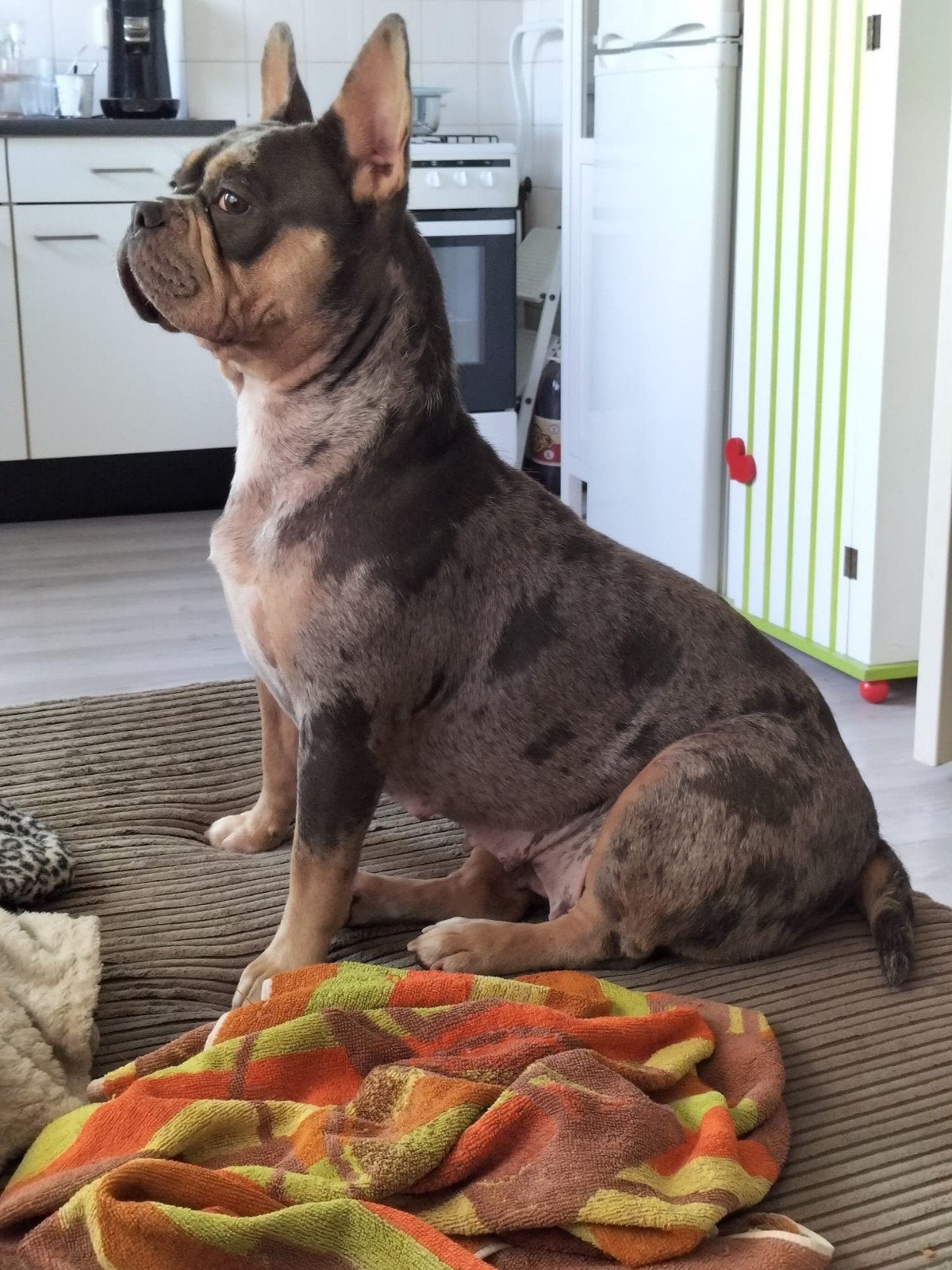 Franse bulldog pups, 8 tot 15 weken, Bulldog, Meerdere, Meerdere dieren