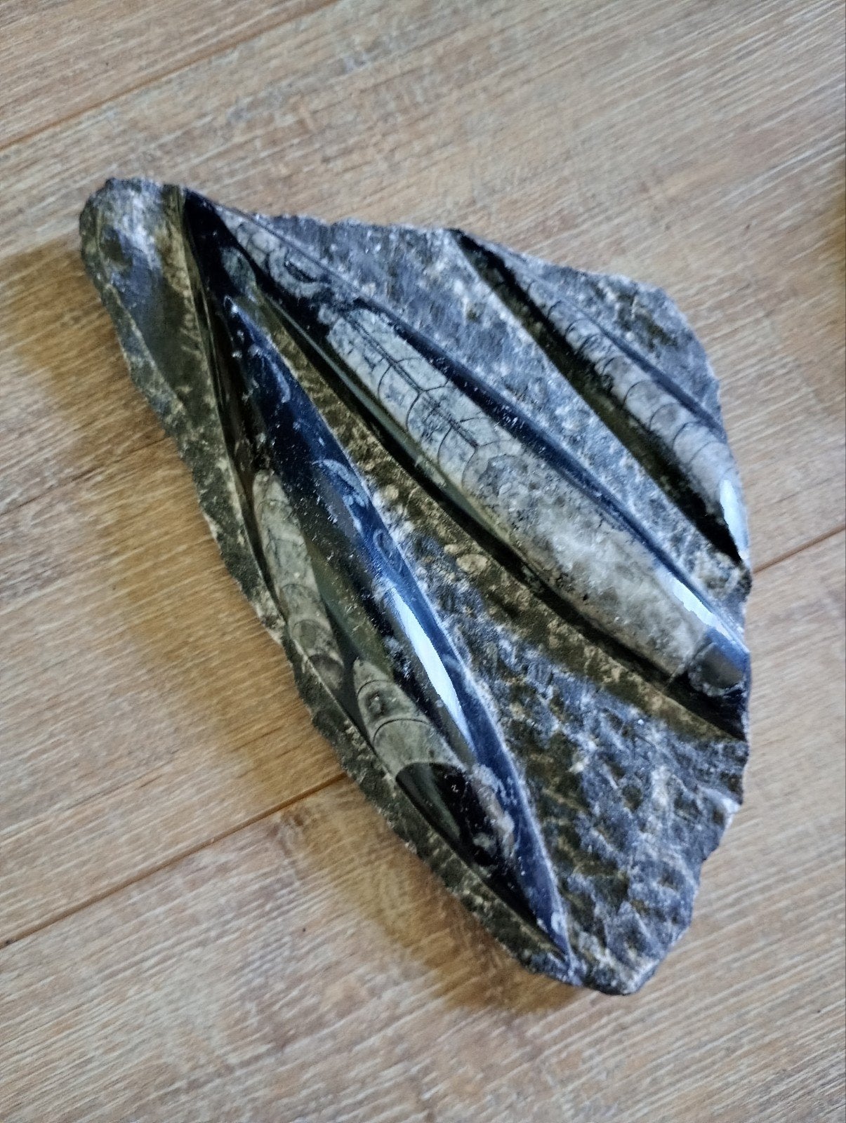 Prachtig Orthoceras Fossiel op Leisteen, Ophalen of Verzenden, Fossiel