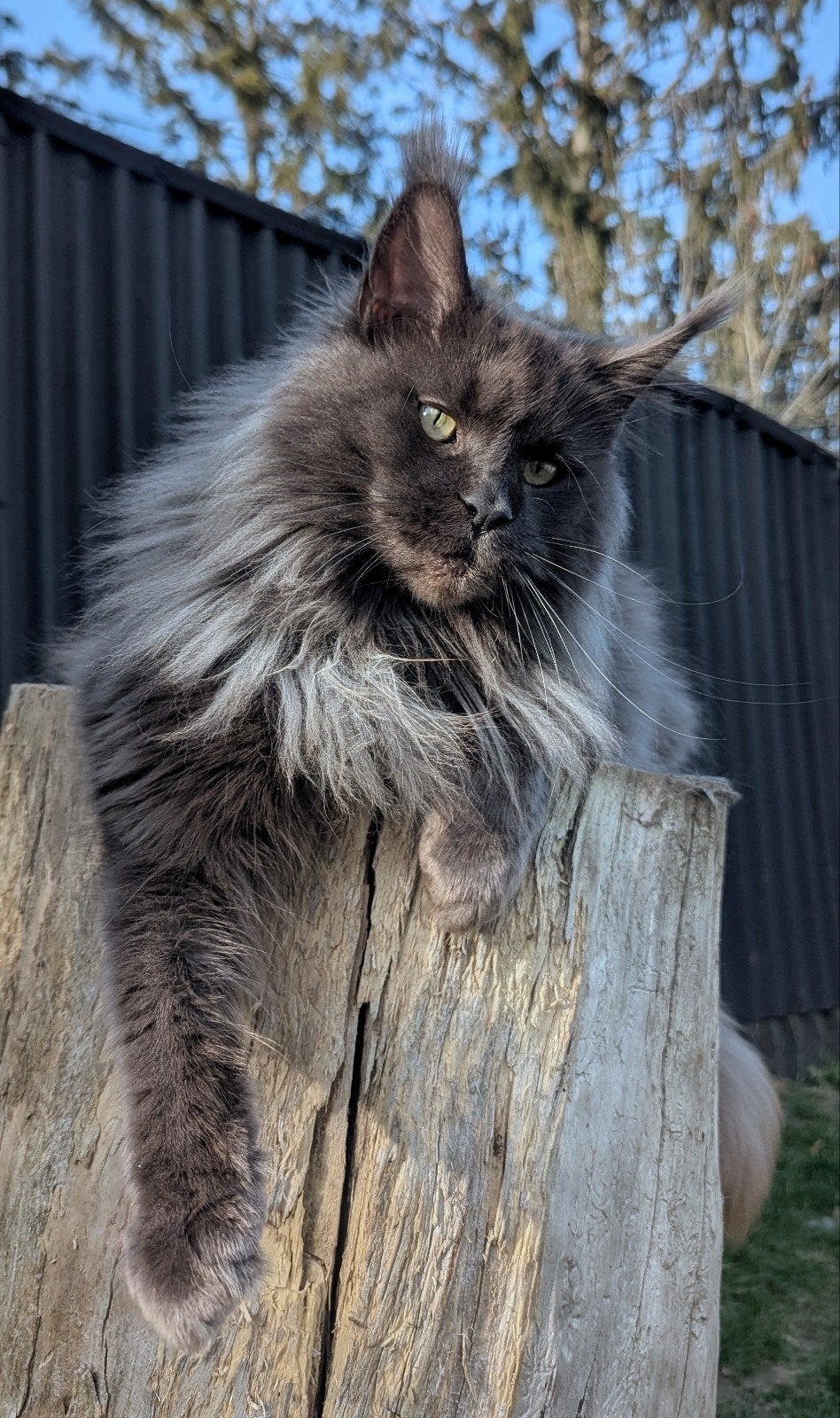 Maine Coon Dream lady in blue smoke with pedigree, Kater
