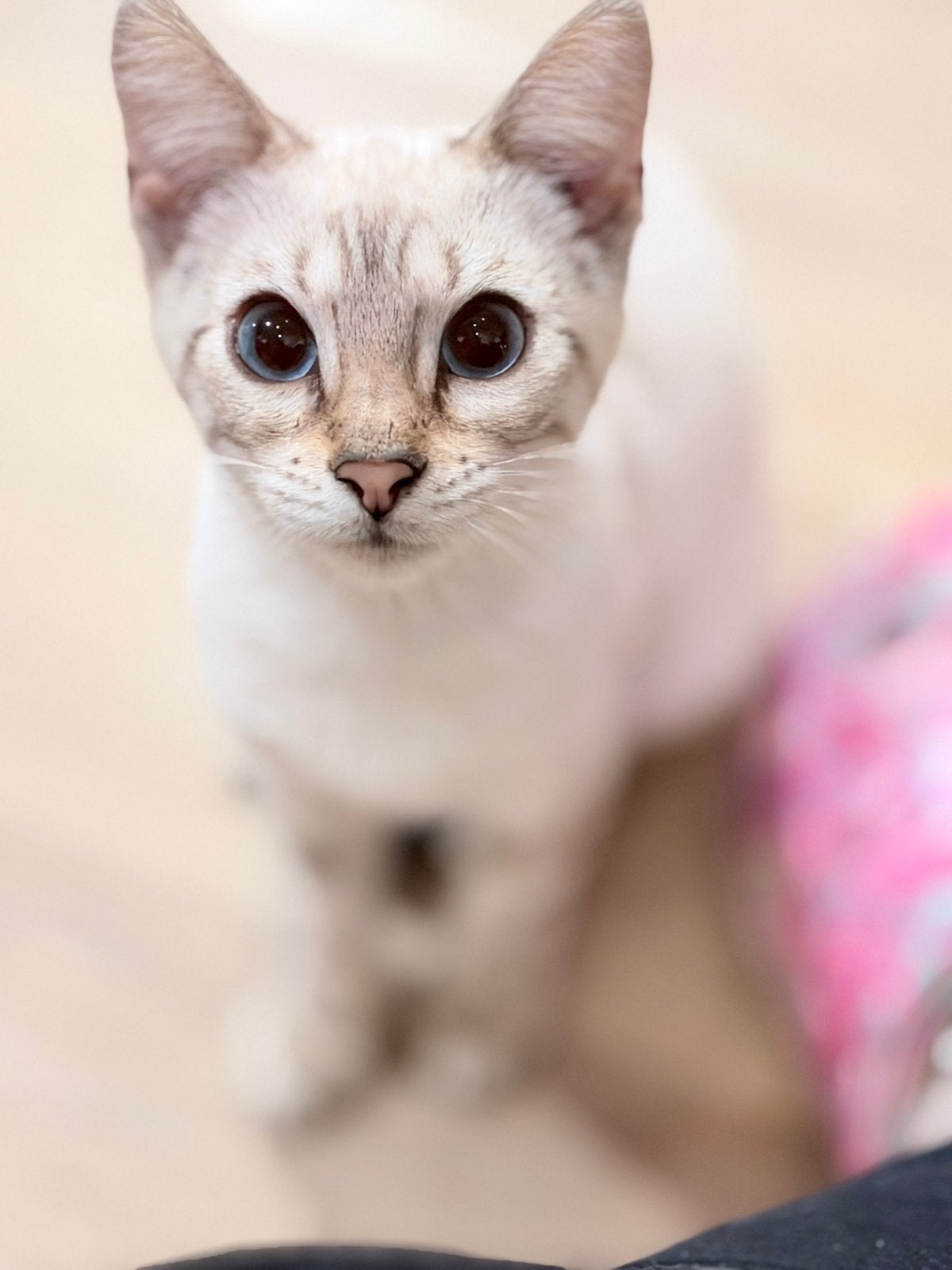 Bengaal,  een brown/black(P) en een Snow mink (K) over., Dieren en Toebehoren, Kater, Gechipt