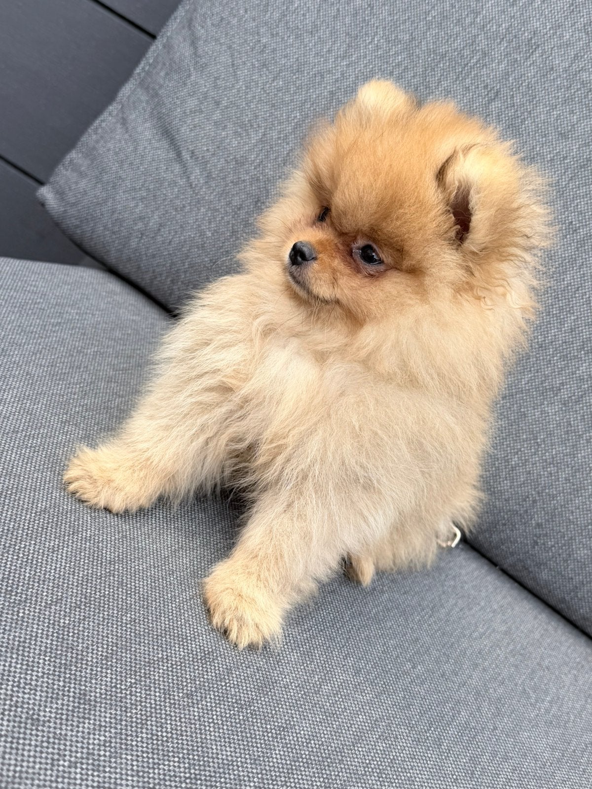 Lieve Pomeriaan met FCI Stamboom 10 weekjes, Keeshond, Reu, 8 tot 15 weken, Parvo