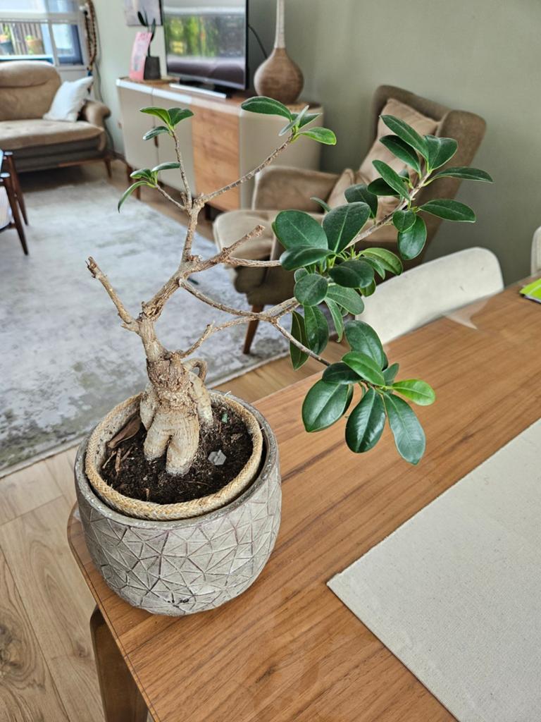 Ficus Bonsai in pot, Ficus, In pot, Minder dan 100 cm, Groene kamerplant