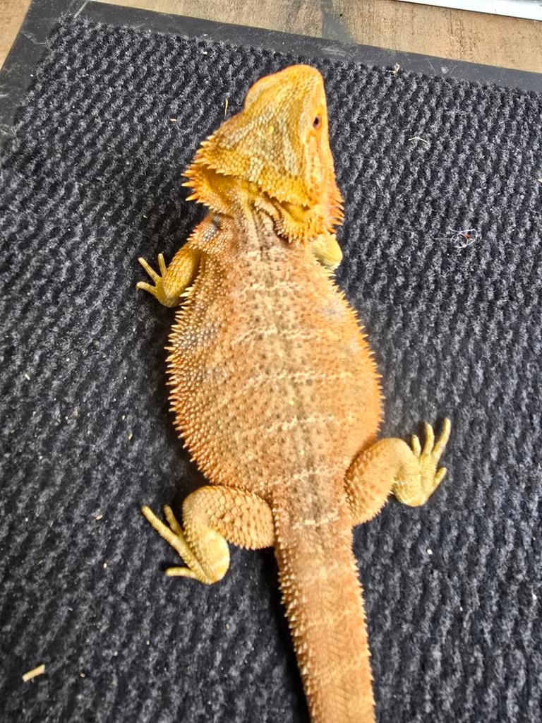 Prachtige orange yellow baardagaam 8 maanden man Bearded Dragon - male for sale from Lost Treasures