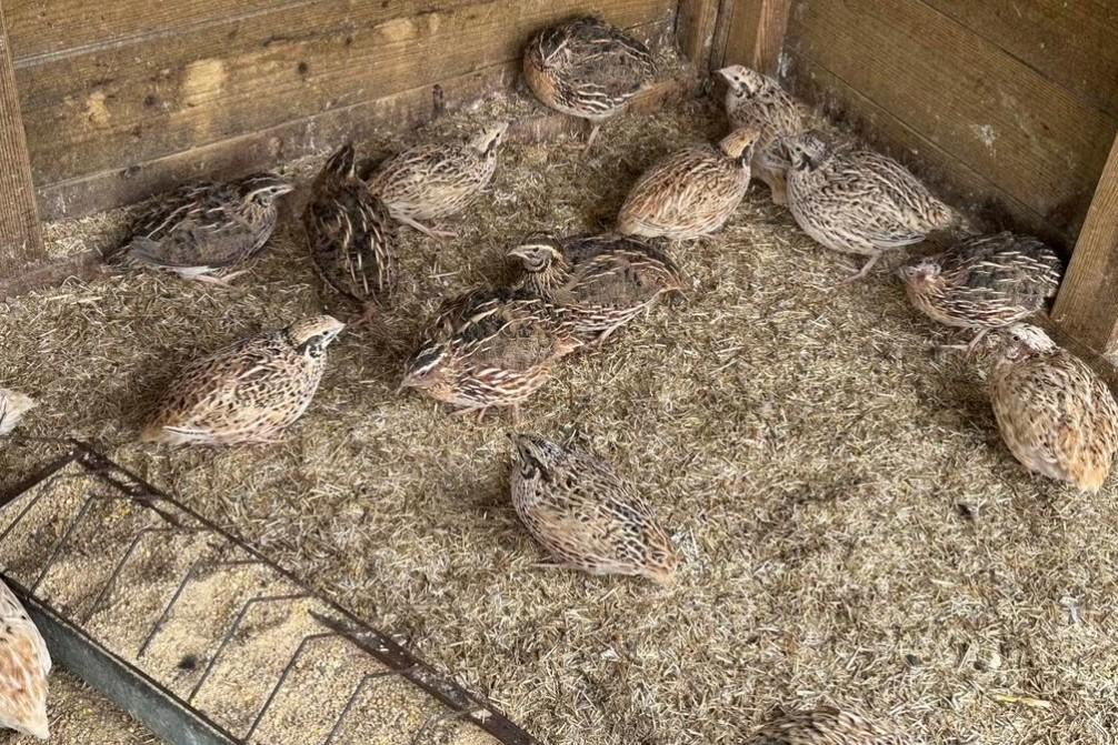 Japanse kwartels te koop, Dieren en Toebehoren, Geslacht onbekend, Overige soorten