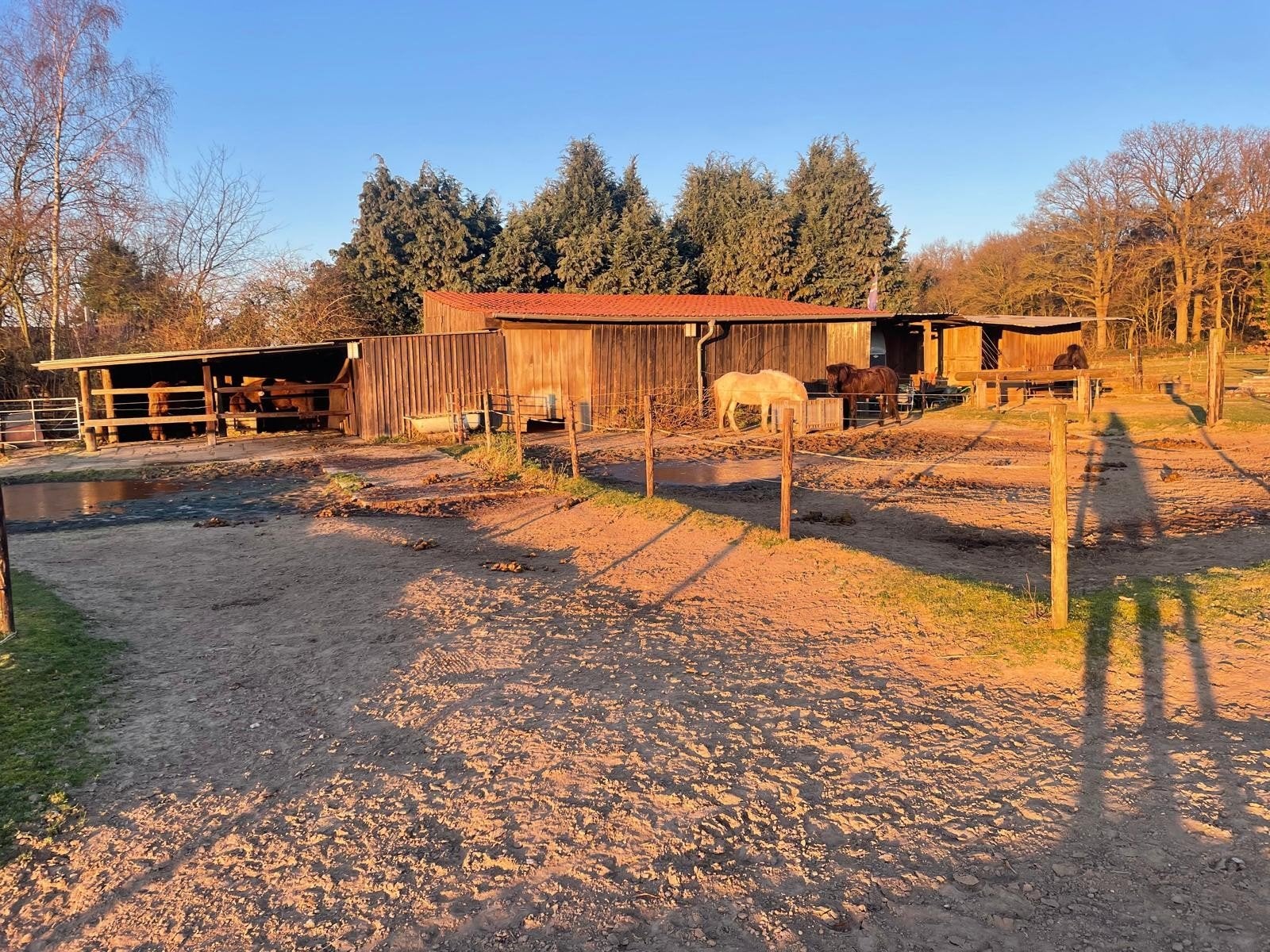 Plek in open stal voor IJslandse ruin in 47574 Goch-Kessel, Weidegang
