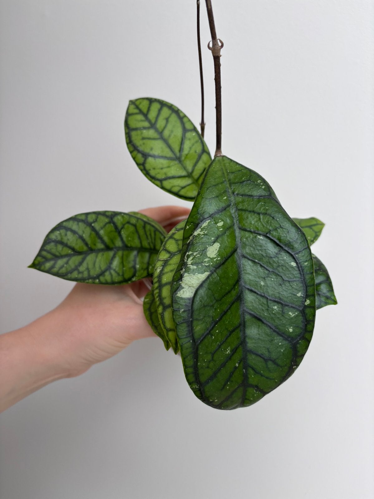 Hoya Finlaysonii, Huis en Inrichting, Kamerplanten, Ophalen of Verzenden, Halfschaduw, Minder dan 100 cm