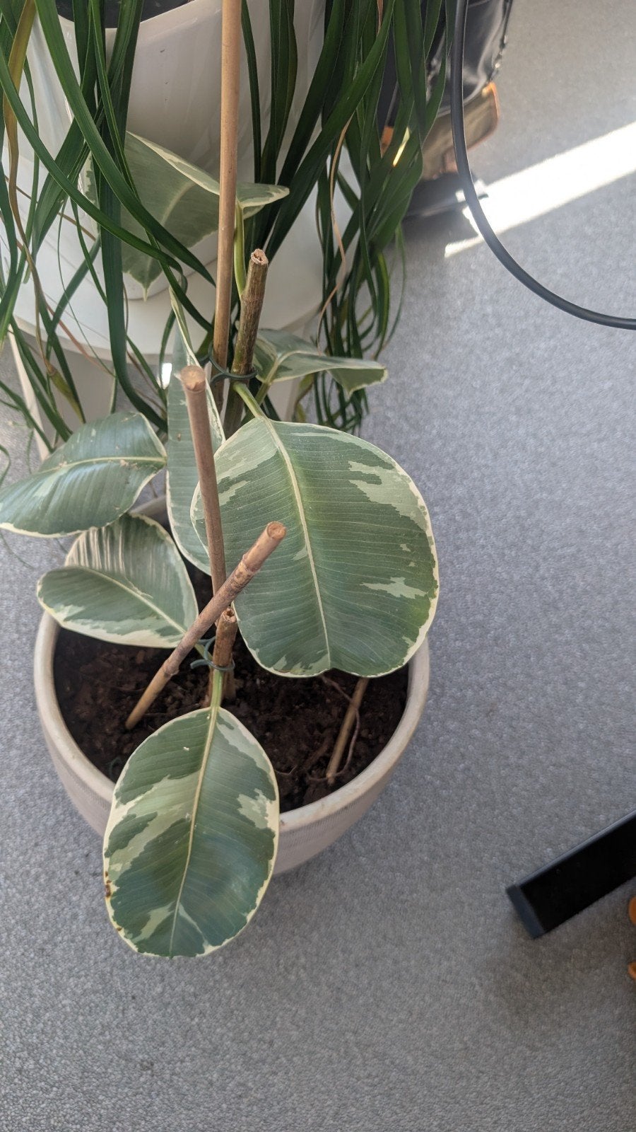 Kleine Ficus stekjes van moederplant, Vaste plant, Bloeit niet, Halfschaduw, Ophalen