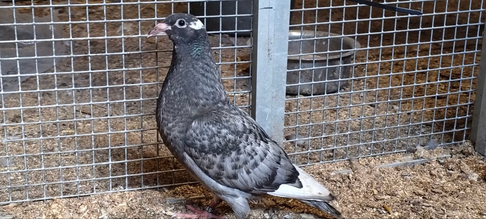 Te koop kleurpostduif dominant opaal spread met wit pen., Geslacht onbekend, Eend