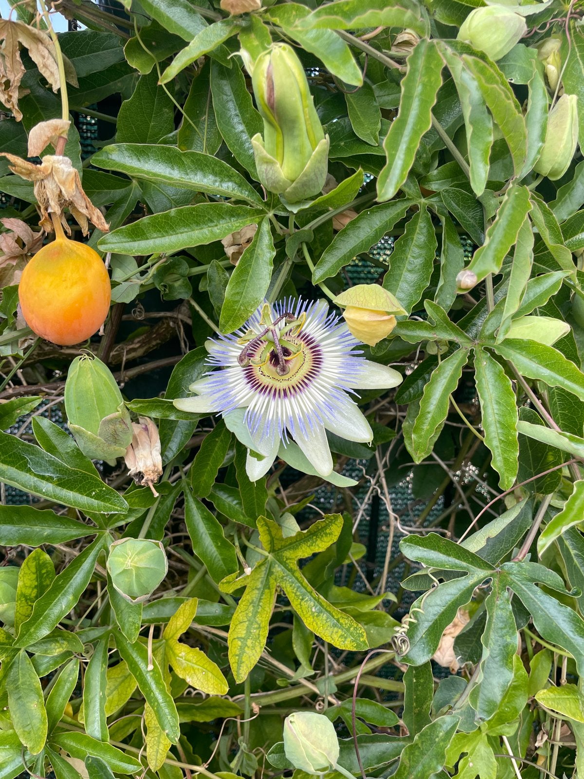 Passiflora zaden - Klimmer en winterhard, Ophalen, Zaad