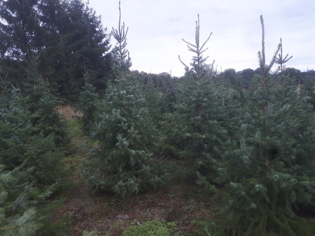Te koop kerstbomen Omorica, Tuin en Terras, Ophalen, Volle zon, Overige soorten, 100 tot 250 cm